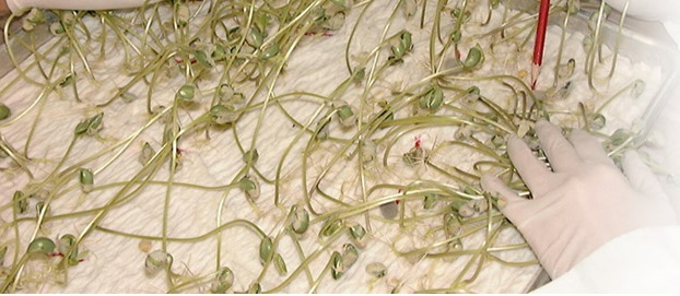 White Seed Germination Paper