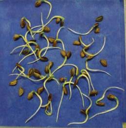 Blue Seed Germination Paper